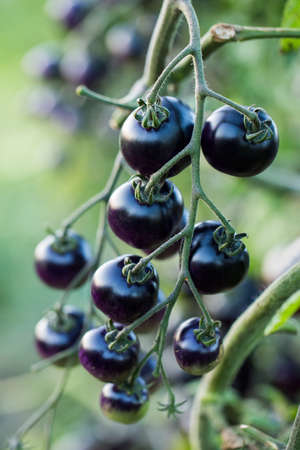 Black cherry tomatoes on a branch in the garden.の写真素材