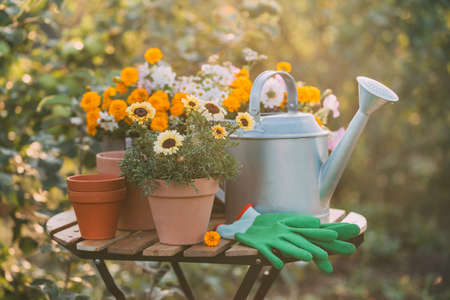 Gardening. Various potted flowers and a metal watering can on the garden table.の写真素材