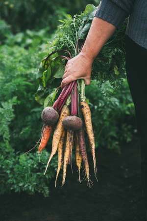 Bunch of vegetables in women's hand. Organic carrots and beets. Healthy food.の写真素材
