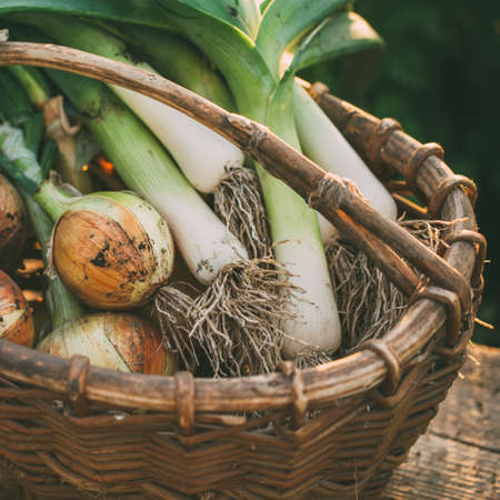 Organic onions of different types in a basket in the garden. Close up.の写真素材
