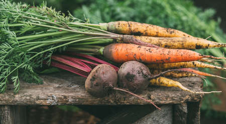 Carrots and beets in the garden. Organic vegetables. Harvest.の写真素材