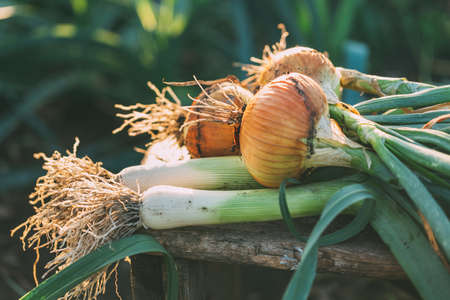 Organic onions of different types on a wooden table in the garden. Selective focus.の写真素材