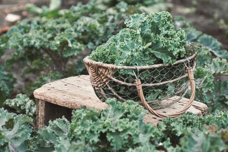 Green leaves of Kale in a basket on a small table in the garden.の写真素材