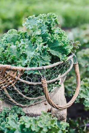 Freshly cut leaf of Kale on a wooden table.の写真素材