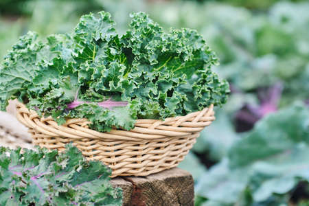 Green and purple Kale leavesの写真素材