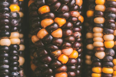 Grains of colored corn, close-up.の写真素材