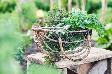 Green and purple leaves of Kale in a basketの写真素材