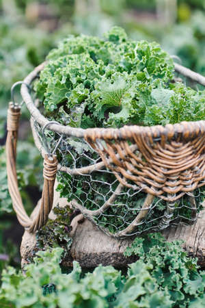 Freshly cut leaf of Kale on a wooden table.の写真素材