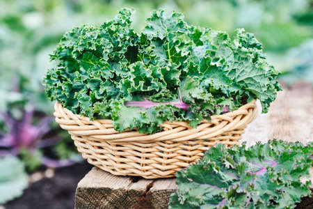 Green and purple Kale leavesの写真素材
