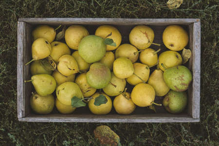 Yellow ripe pears in a box on the grass. Harvest season.の写真素材