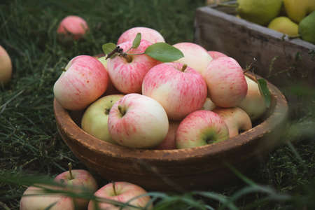 Bowl with freshly picked apples in the garden.の写真素材