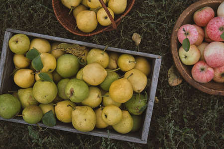 Organic apples and pearsの写真素材