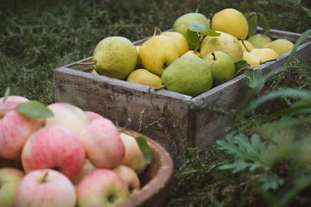 Harvesting pears and apples.の写真素材