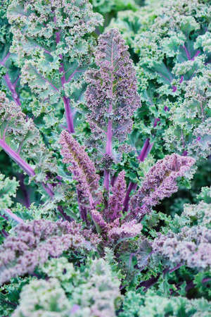 Purple leaves of Kale in the garden.の写真素材