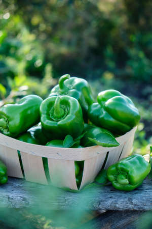 Raw green organic bell pepperの写真素材