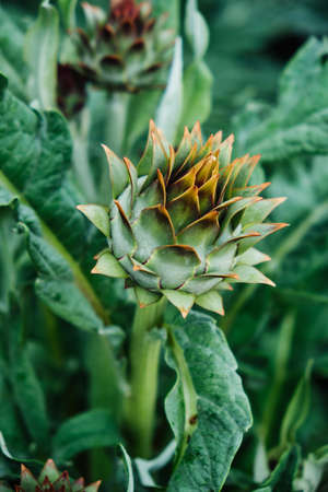 Ripe artichoke closeupの写真素材