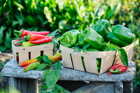 Green bell peppers and red hot peppersの写真素材