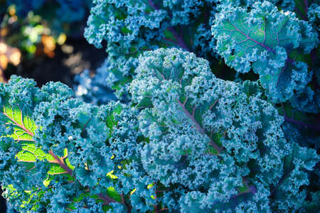 Purple leaves of Kale in the garden.の写真素材
