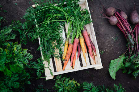 Colorful freshly picked carrots and ripe beets in a wooden boxの写真素材