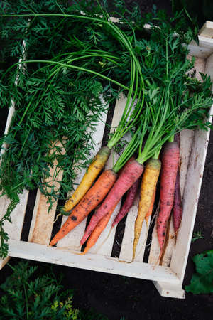 Colorful freshly picked carrotsの写真素材