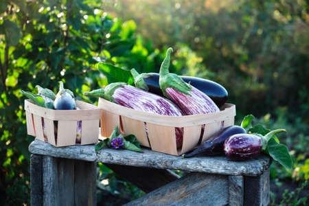 Fresh eggplants of different varieties in small wooden boxes on the garden table.