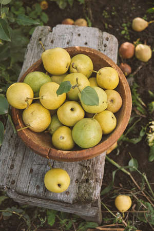 Organic pears in bowl on a wooden table, outdoors. Organic fruit. Selective focus.の写真素材