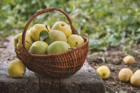 Delicious homegrown freshly picked pearsの写真素材