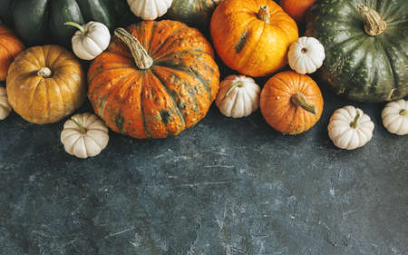 Different pumpkins on a green surface for holiday decorations. Harvest pumpkins. Autumn background with copy space.の写真素材
