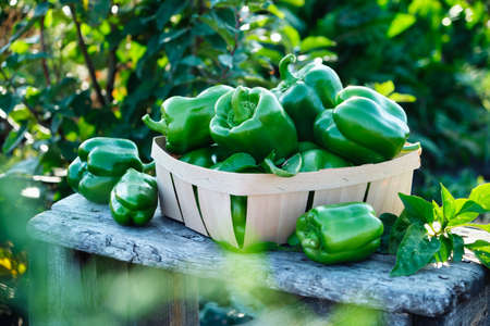 Sweet bell green pepper in the gardenの写真素材