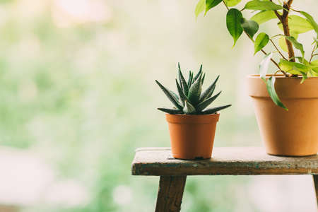 Home plants in pots outdoors. Toned image.の写真素材