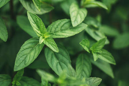 Fresh organic peppermint leavesの写真素材