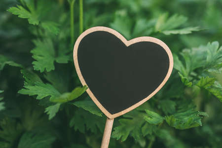 Parsley plant growing in the herb gardenの写真素材