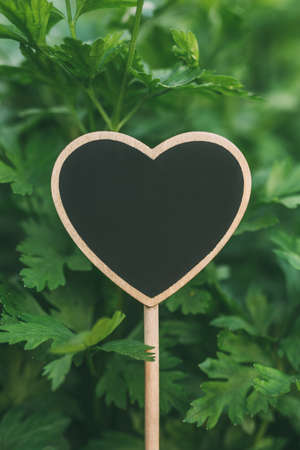 Parsley plant growing in the herb gardenの写真素材