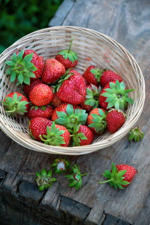 Ripe strawberries with leaves in a basket.の写真素材
