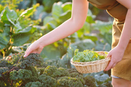 Gardener picking crops kale in vegetable gardenの写真素材