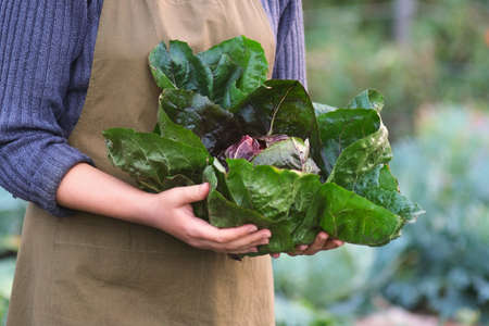 Woman holding homegrown fresh Radicchio, open air. Autumn food background.