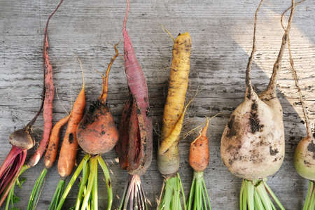 Ugly organic vegetables colorful carrots and beets. Flat lay.の写真素材