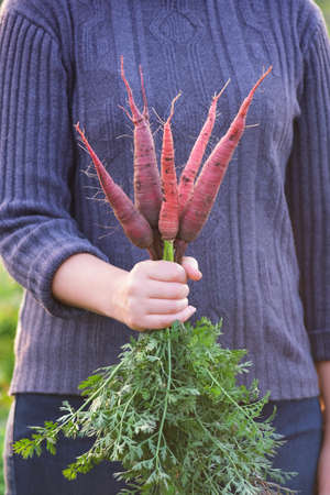 Woman holding a bunch of organic purple carrots. Growing vegetables.