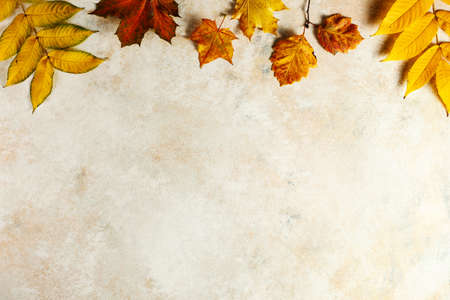Colorful fall leavesの写真素材
