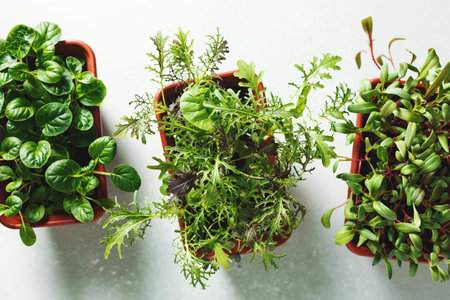 Young organic greensの写真素材