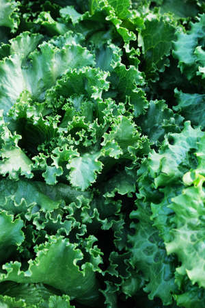 Organic Iceberg lettuce, close up.の写真素材