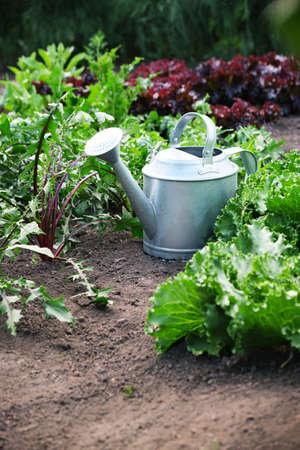 Growing of ecologically green Iceberg lettuceの写真素材