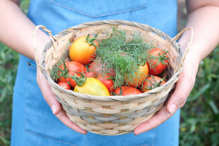 Young woman holds a bowl of organic vegetables from the garden, eggplants, peppers and green beans.の写真素材