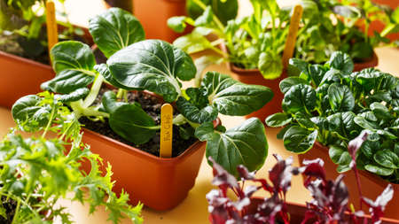 Various young organic greens in containers. Selective focus.の写真素材
