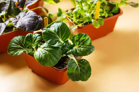 Home growing baby pak choi, close upの写真素材