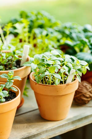 Fragrant basil grown in a clay pot on the balcony.の写真素材