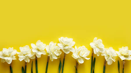 Ivory narcissus flowers on a yellow backgroundの写真素材