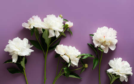 Beautiful white peonies on a dark purple background.の写真素材