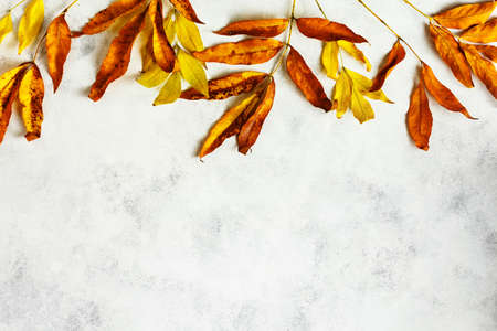 Autumn leaves backgroundの写真素材