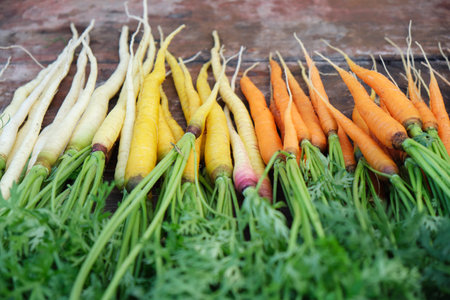 Carrots of different varieties with green tops on a wooden table.の写真素材